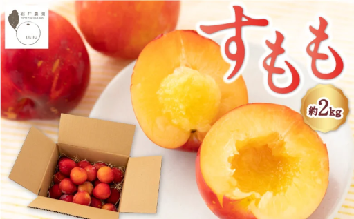 石井農園 すもも (約2kg)