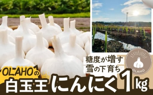 にんにく「白玉王」の受付をしております。