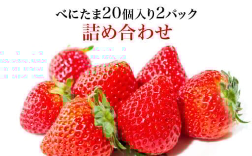  高糖度「べにたま」20粒入り2パック詰合せ