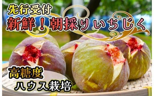 【高糖度・ハウス栽培】新鮮朝採りいちじく1.5kg