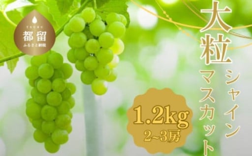 2025年先行 予約シャインマスカット1.2kg