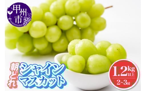 ～農家直送 朝どれ シャインマスカット～