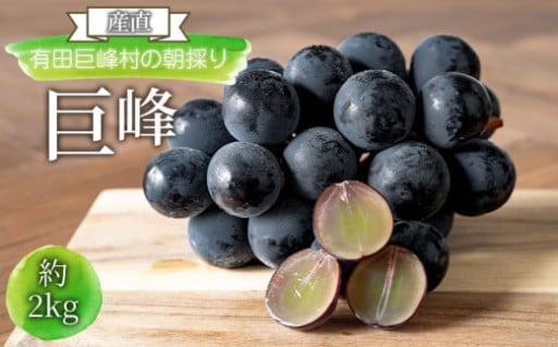 [産直]有田巨峰村の朝採り巨峰　約2kg