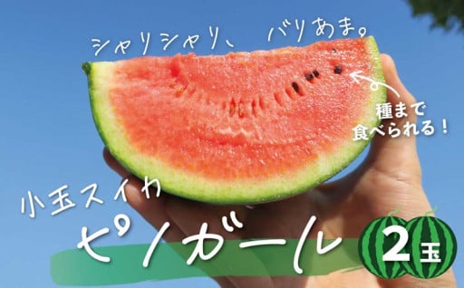 種まで食べられる！小玉スイカ「ピノガール」