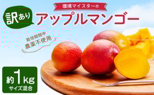 環境マイスターの【ワケあり】 アップルマンゴー 1kg