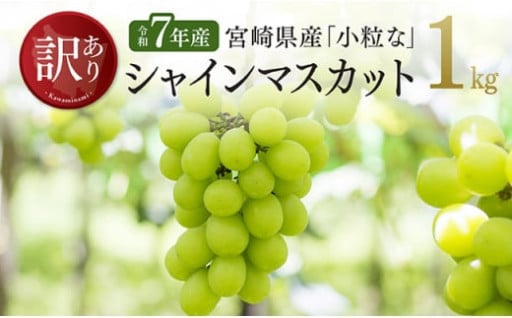 【訳あり】小粒なシャインマスカット1kg