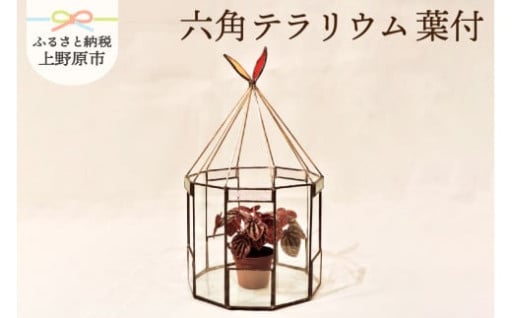 ▣ガラス造形作家作成▣六角テラリウム＜葉付＞