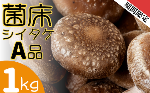 【新着返礼品】ぷりっぷり！ジューシーな「肉厚シイタケ」