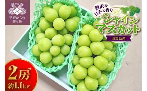 シャインマスカット 2房 約1.1ｋｇ
