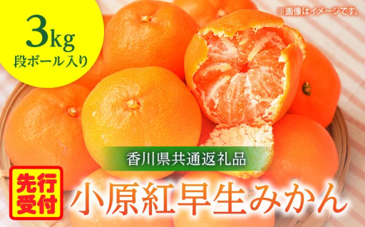 【香川県三木町】小原紅早生みかん 3kg🍊