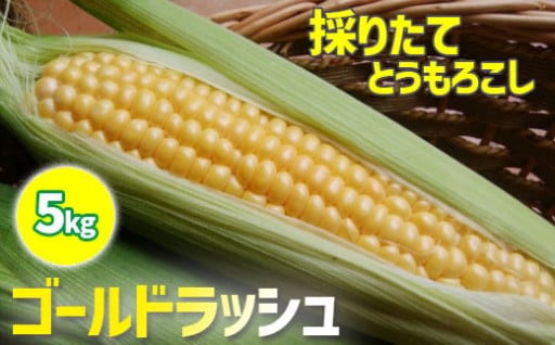 早期予約開始！爽やかで上品な甘さのとうもろこし！