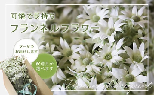 （配送月が選べる）フランネルフラワー（切り花）花束 1束（60輪）約30本