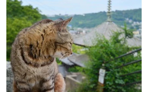【クラウドファンディング】尾道しあわせにゃんこ