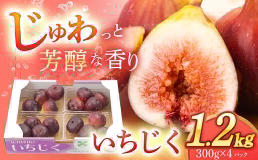 【先行受付】新鮮で大玉ないちじくをどうぞ！