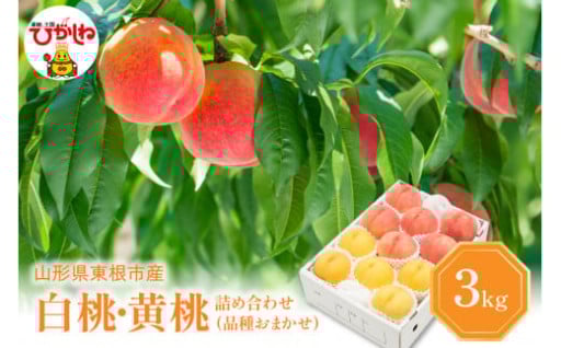 【山形県東根市】甘くて果汁たっぷりな白桃と、芳醇で香り高い絶品黄桃の詰め合わせ♬ 品種おまかせ3kgをお届け💛