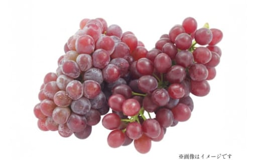 【期間限定発送】高畠町はデラウェア出荷量日本一！
