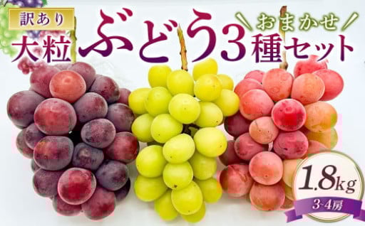訳あり 大粒 ぶどう 3種 セット 3～4房 計約1.8kg シャインマスカット・ピオーネ等 おまかせ 