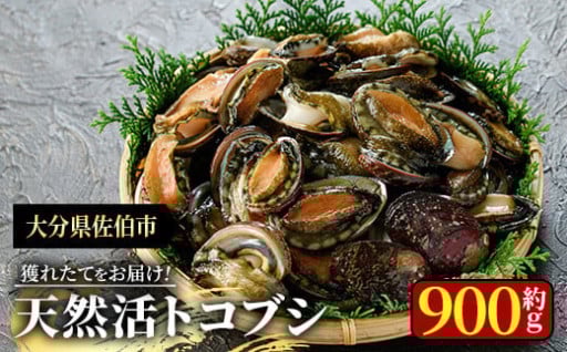 天然 トコブシ (約900g)