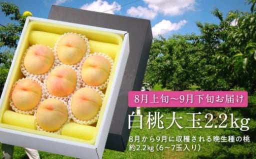 白桃大玉（晩生種）2.2kg