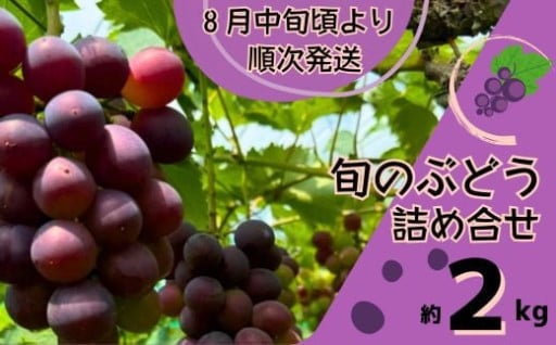先行予約　ぶどうの詰合せ＿8月中旬より順次発送