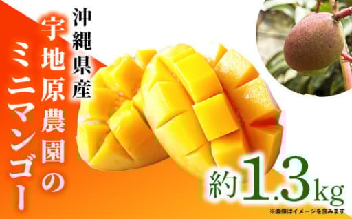 【NEW】宇地原農園の沖縄県産 ミニマンゴー 約1.3kg【2025年発送】