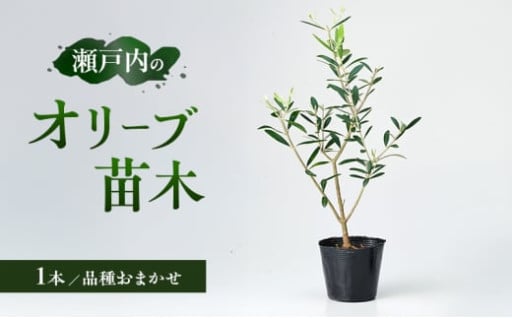 お部屋のインテリアにも！オリーブ 苗木 1本