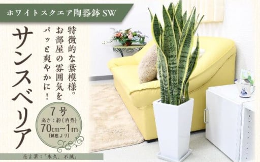【観葉植物】サンスベリア 7号 ホワイトスクエア陶器鉢SW 高さ：約70cm～1m 