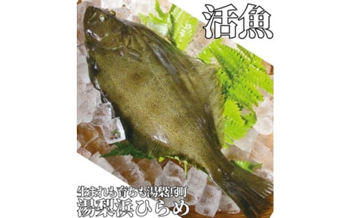 再開です！！ 生まれも育ちも湯梨浜町のヒラメ！！