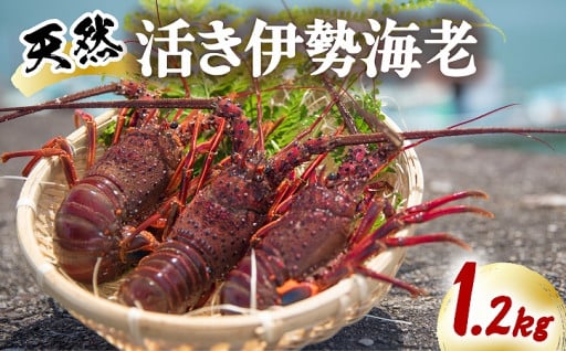 6/10まで！伊勢海老 天然 1.2kg