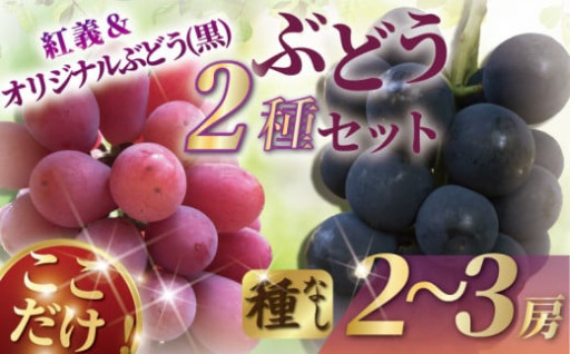 ぶどう 湘南オリジナルぶどうセット