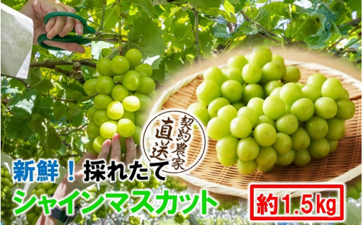 【先行予約】 農家直送！新鮮摘みたてシャインマスカットを農家から直接お届け！