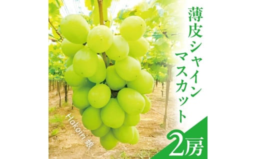 薄皮ではじける美味しさ！シャインマスカット🥰