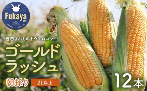 鮮度抜群!吉田さんちのトウモロコシ 2L以上12本