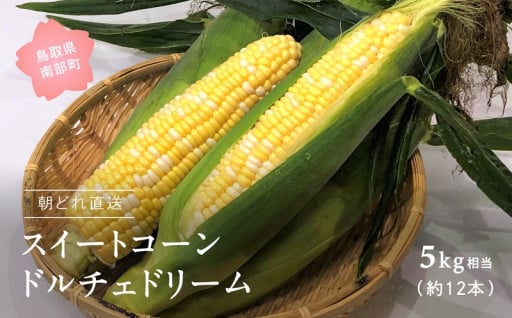 朝採れ！ スイートコーン「ドルチェドリーム」！