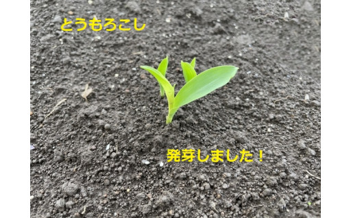 とうもろこし発芽し成長中