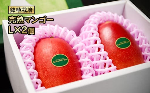 今が旬！西都産完熟マンゴー Ｌサイズ×２個