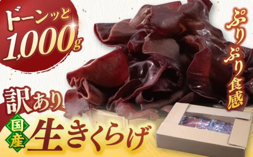 新鮮！おいしい！福岡県産 生きくらげ