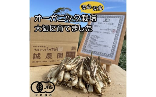 こだわりのオーガニック栽培！健康食材“らっきょう”をお試しあれ！！