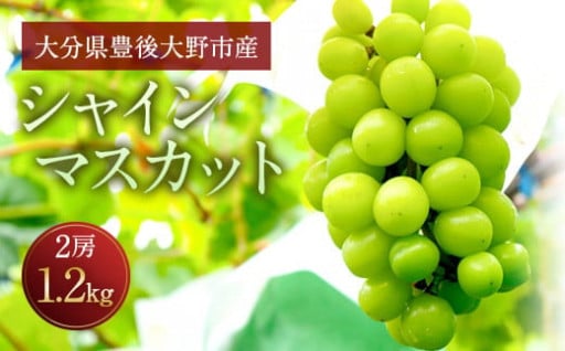 【先行予約】 シャインマスカット 2房 合計約1.2kg