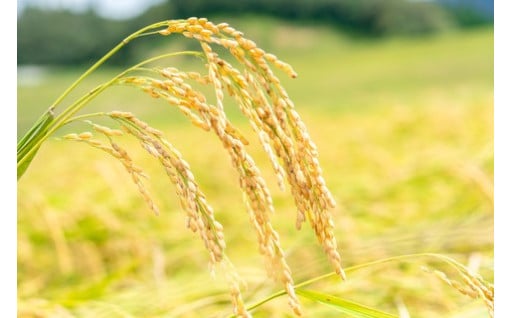 🍚【令和7年産・新米受付開始！】数量限定🍚