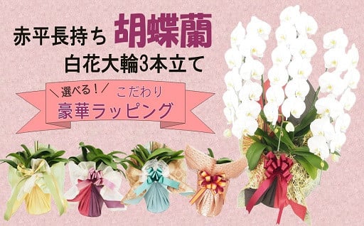 贈り物にぴったり！豪華ラッピングつき胡蝶蘭