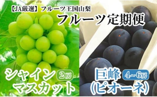 【数量限定】【JA厳選】フルーツ王国やまなし満喫定期便　巨峰（4～6房）＆シャインマスカット(2房)