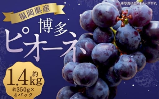 数量限定 博多ピオーネ 約350g×4パック 計約1.4kg