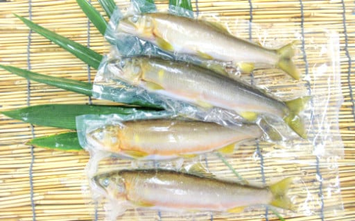 【一級河川・江の川の恵み】島根県産　天然冷凍鮎　約800g