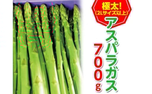 ＜先行予約！2026年2月下旬以降順次発送予定＞＜極太＞アスパラガス(約700g・2Lサイズ以上)