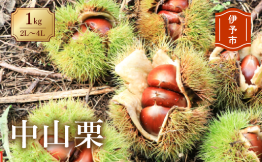 🌰大粒で濃厚な甘みの中山栗　2L～4Lサイズ　1kg🌰