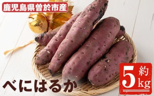 ＜先行予約受付中・2025年8月以降順次発送予定＞鹿児島県曽於市産！新物 紅はるか(5kg)