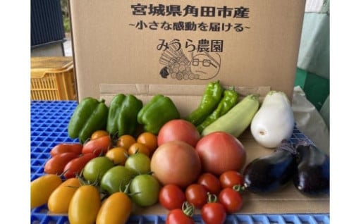 【先行予約】みうら農園 季節の野菜セット（夏野菜）