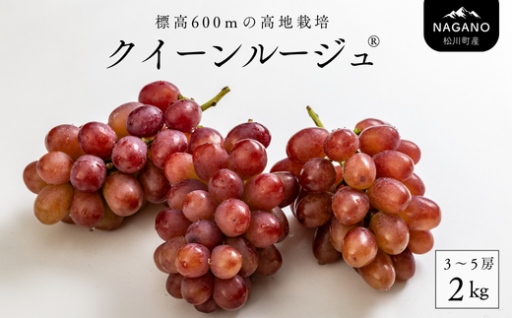 “次にくる”ぶどうはこれ。希少品種「クイーンルージュ®」