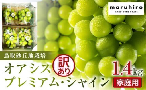 【先行予約】シャインマスカット 訳あり 家庭用 鳥取砂丘地産 1.4kg（350g×4パック）